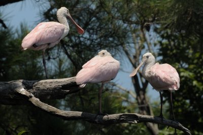 Spoonbill_Roseate HS5_3875.jpg