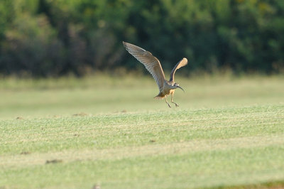 Curlew _ Long-billed 