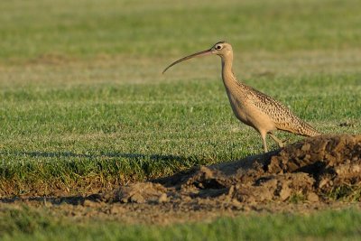 Curlew_Long-billed HS6_0920.jpg