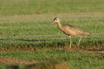 Curlew_Long-billed HS6_0923.jpg