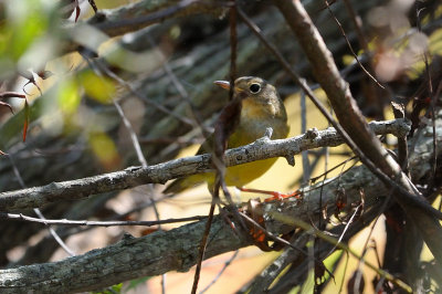 Warbler Connecticut HS6_3506.jpg