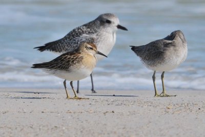 Sandpiper_Sharp-tailed juv HS6_4524.jpg