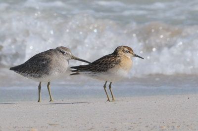 Sandpiper_Sharp-tailed juv HS6_4588.jpg