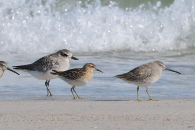 Sandpiper_Sharp-tailed juv HS6_4641.jpg