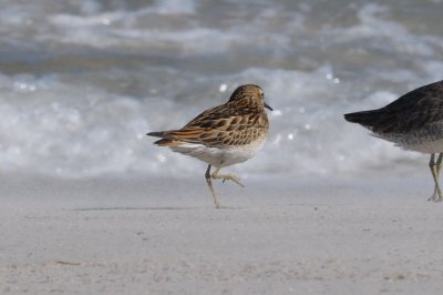 Sandpiper_Sharp-tailed juv HS6_4618.jpg