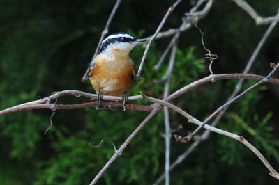 Nuthatch_Red-breasted HS6_3611.jpg