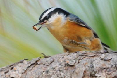 Nuthatch_Red-breasted HS6_3643.jpg