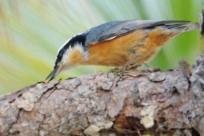 Nuthatch_Red-breasted HS6_3652.jpg