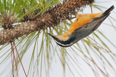 Nuthatch_Red-breasted HS6_3714.jpg