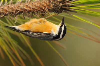 Nuthatch_Red-breasted HS6_3737.jpg