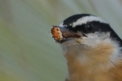 Nuthatch_Red-breasted1 HS6_3641.jpg