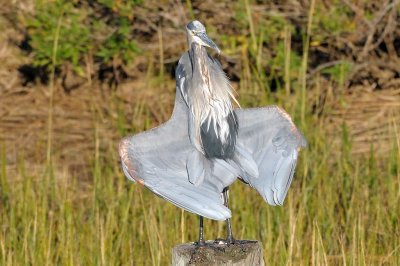 Heron_Great-blue HS6_4857.jpg