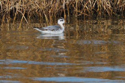 Phalarope_Red HS6_5703.jpg