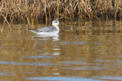 Phalarope_Red HS6_5704.jpg