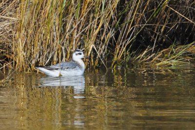 Phalarope_Red HS6_5722.jpg