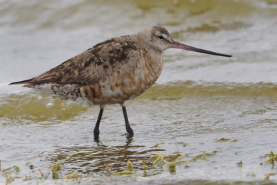 Godwit_Hudsonian HS6_5928.jpg