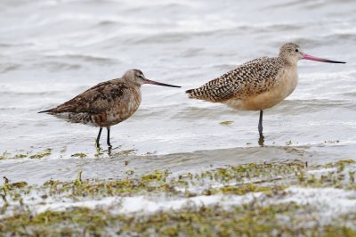 Godwit_Hudsonian HS6_5932.jpg