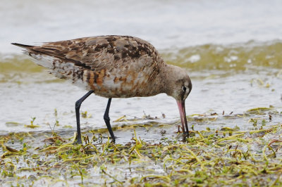 Godwit_Hudsonian HS6_5985.jpg