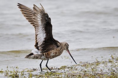 Godwit_Hudsonian HS6_5991.jpg