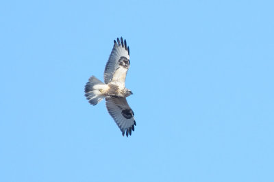 Hawk_Rough-legged HS6_6643.jpg