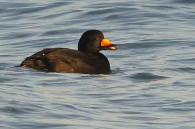 Scoter_Black HS6_6832.jpg