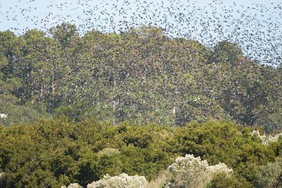 Swallow_Tree 7225.jpg