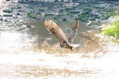 Owl_Great Horned  & attacking  Peregrine