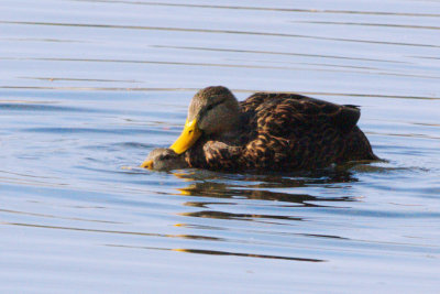 Duck_Mottled mating HS2_9149.jpg