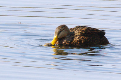 Duck_Mottled mating HS2_9151.jpg