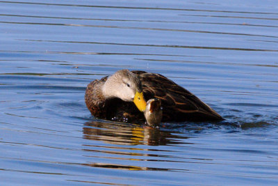 Duck_Mottled mating HS2_9153.jpg