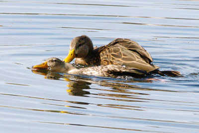 Duck_Mottled mating HS2_9157.jpg
