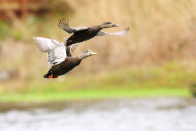 Mottled and Duck_American Black in flight