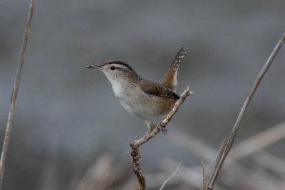 Marsh Wren