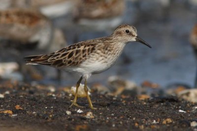 Least Sandpiper