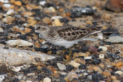 Least Sandpiper