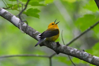 Prothonotary Warbler