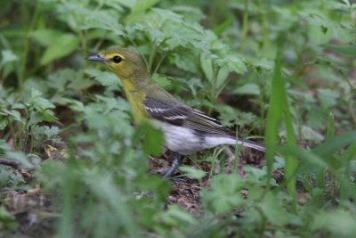 Yellow-throated Vireo