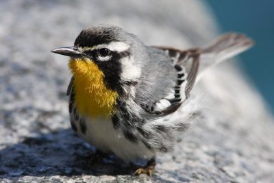 Warblers Central Park 2009