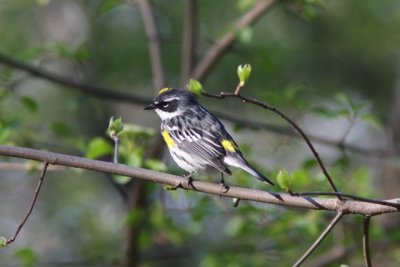 Warblers Central Park 2009