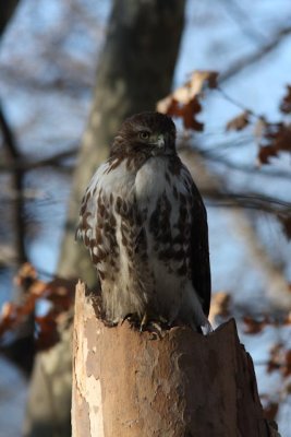 Red-tailed Hawk