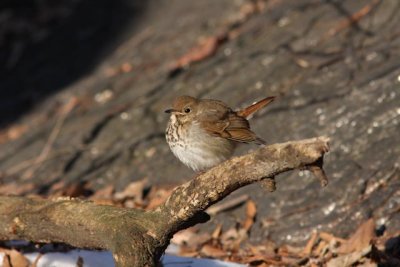 Hermit Thrush