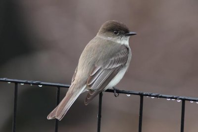 Eastern Phoebe