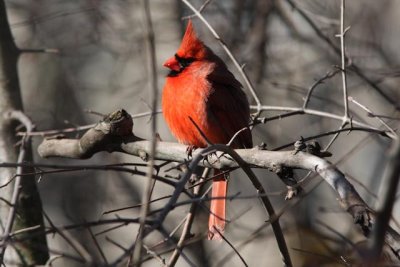 Red Cardinal