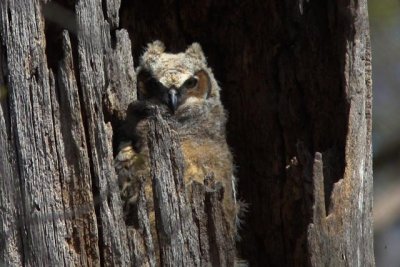 Great Horned Owl 2009