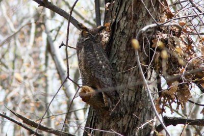 Great Horned Owl 2009