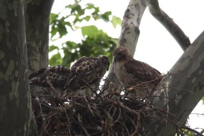 Red-tailed Hawk