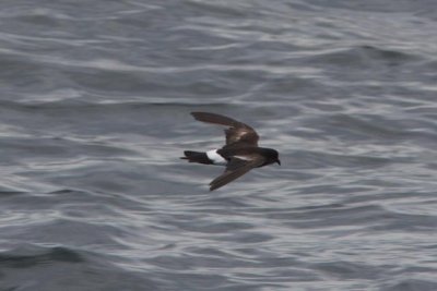 Wilsons Storm-Petrel