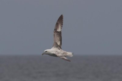 Northern Fulmar