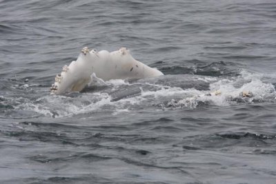 Humpback Whale