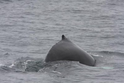 Humpback Whale